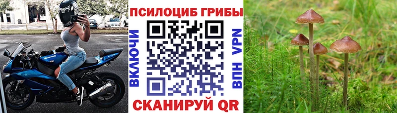 Псилоцибиновые грибы Psilocybine cubensis  Волгореченск 